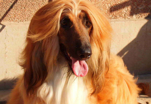 阿富汗獵犬洗澡 注意保護眼睛和耳朵防止進水