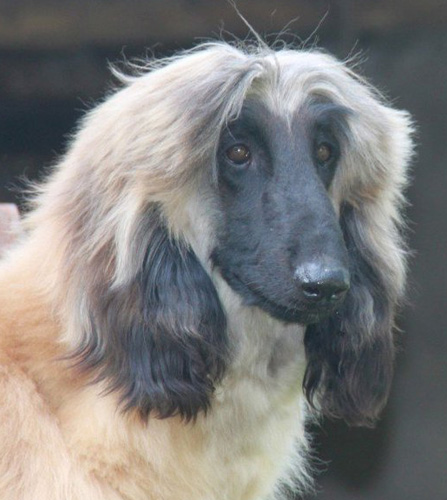阿富汗獵犬喜歡吃什麼 吃什麼讓毛更光澤