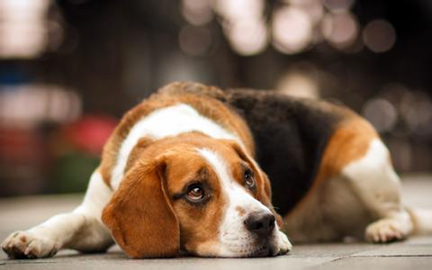 比格犬吃什麼 喂幼犬狗糧為首選