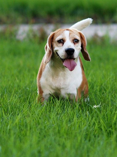 比格犬吃什麼狗糧 需要注意哪些方面