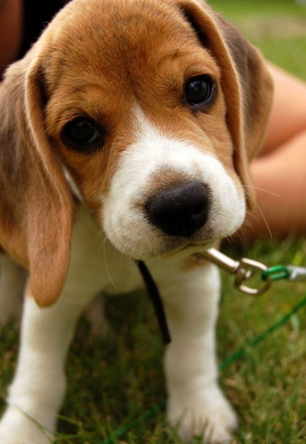 如何飼養比格犬 主人需要注重細節