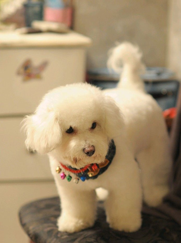 比熊幼犬吃什麼狗糧 飼養寵物要“科學養寵”