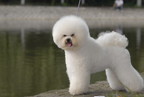 比熊幼犬飼養 它並不需要太多的運動