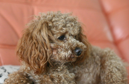 貴賓犬不吃飯怎麼辦 各種配方搭配