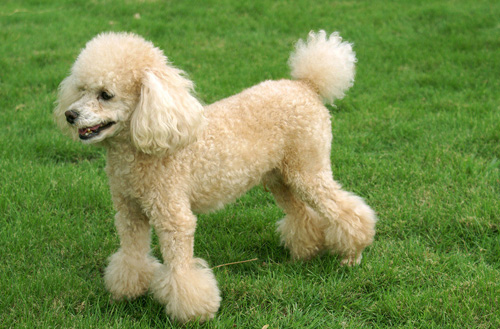 小貴賓犬怎麼養 教它適應新環境