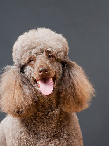 貴賓犬咳嗽吃什麼藥 導致咳嗽的原因有很多