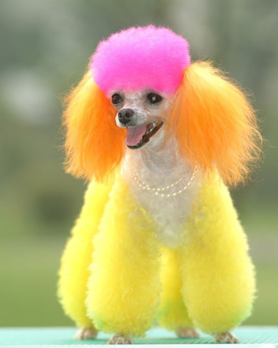 貴賓犬發燒吃什麼藥 它的正常體溫是多少