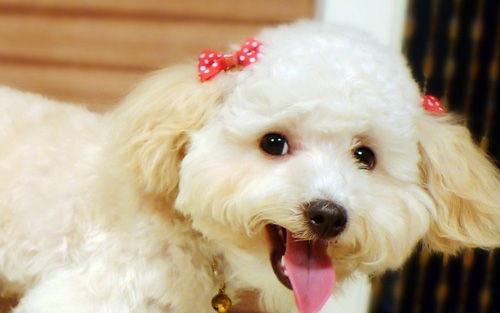 貴賓犬拉稀怎麼辦 大多與腸道有關