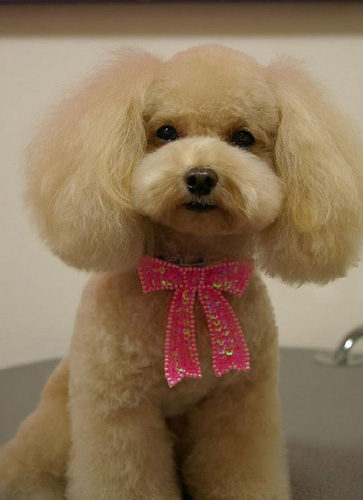 貴賓犬吃什麼牌子的狗糧好 選擇天然狗糧
