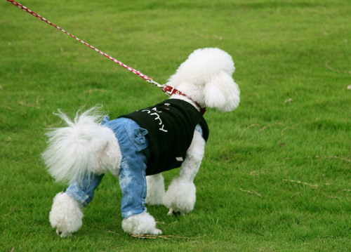 貴賓犬吃什麼食物最好 萌寵的營養標准