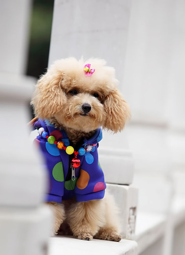 泰迪犬掉毛嗎 養寵物需了解更多