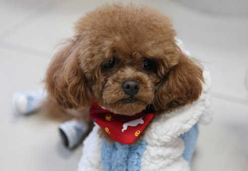 泰迪犬不吃狗糧怎麼辦 你不了解的原因