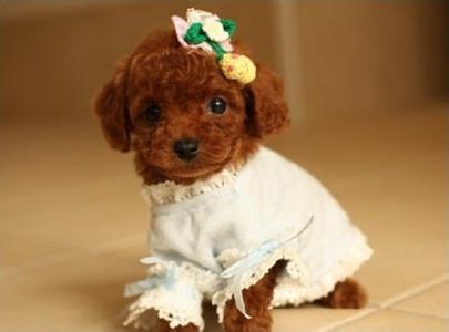 泰迪犬不吃東西怎麼辦 主人細心觀察變化