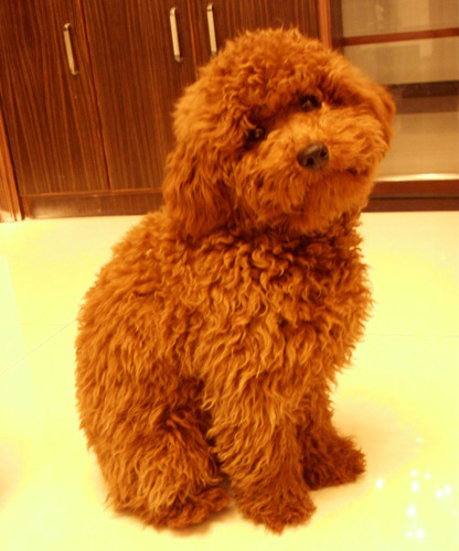 泰迪犬會咬人嗎 咬人與生俱來