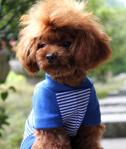 泰迪犬咳嗽怎麼辦 狗狗咳嗽有哪些原因
