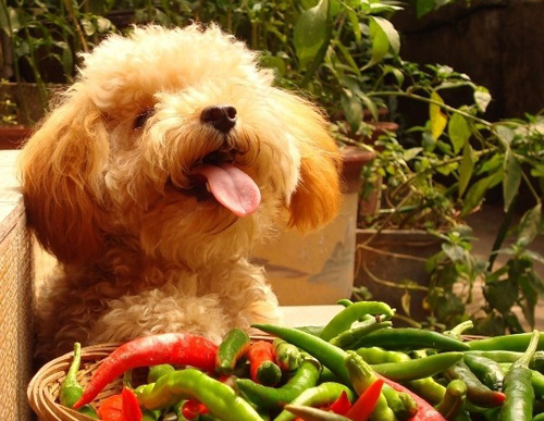 泰迪犬流眼淚怎麼辦 找引起泰迪犬流眼淚原因