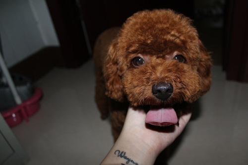 泰迪犬拉稀怎麼辦 注意糞便的變化