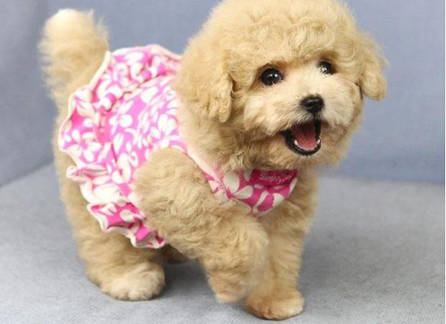 泰迪犬嘔吐怎麼辦 嘔吐的原因是什麼
