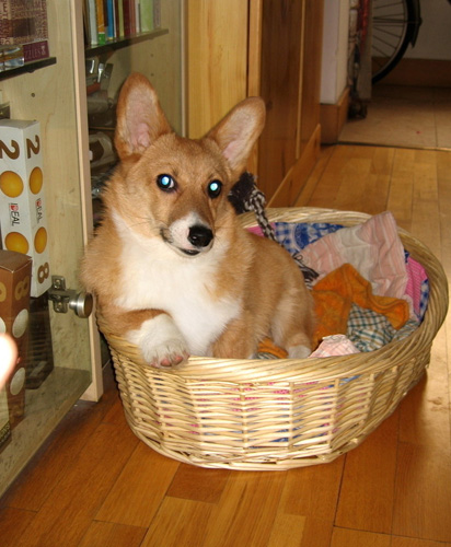 柯基犬為什麼要斷尾 很多國家禁止斷尾