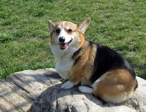 柯基犬吃什麼好 不同食物補充什麼營養