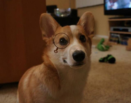 柯基犬吃什麼狗糧好 沒有唯一標准的答案