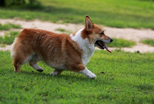 柯基犬好養麼 選擇柯基犬的理由