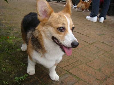 柯基犬能看家嗎 機警有力非常活潑