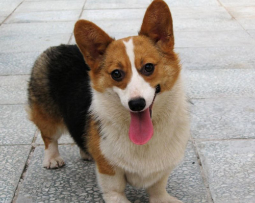 怎麼養柯基犬 狗狗中的貴族犬種