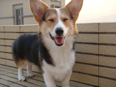 如何養柯基犬 飲食上尤為重要