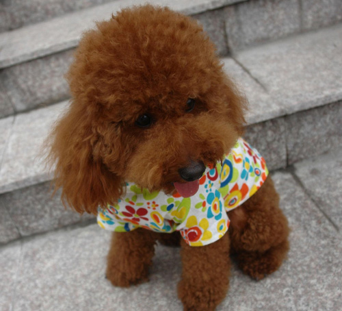 泰迪犬吃什麼好 混合喂養為宜
