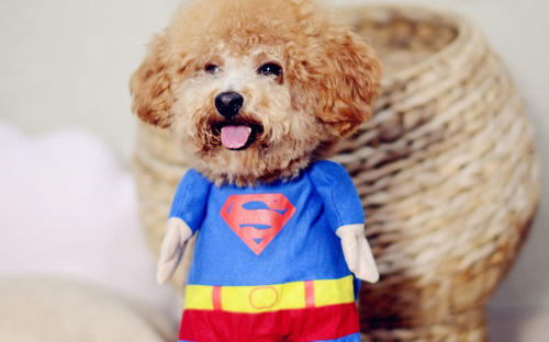 泰迪犬吃什麼狗糧好 泰迪不能吃什麼
