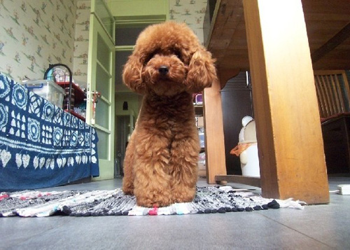 泰迪犬吃什麼 絕對不能給狗狗吃的食物