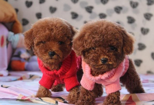 泰迪犬吃什麼毛色好 定期梳理毛發