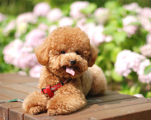 泰迪犬一天吃多少狗糧合適（1）
