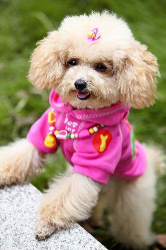 泰迪犬一頓吃多少 食物和食量的要求