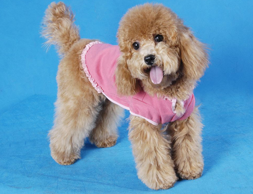 泰迪犬能吃水果嗎 喂水果的注意事項