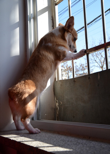 柯基犬為什麼沒有尾巴 為什麼要斷尾