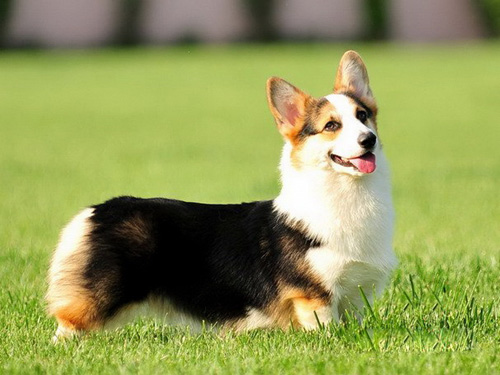 柯基犬有體味嗎 要經常護理它的耳朵牙齒