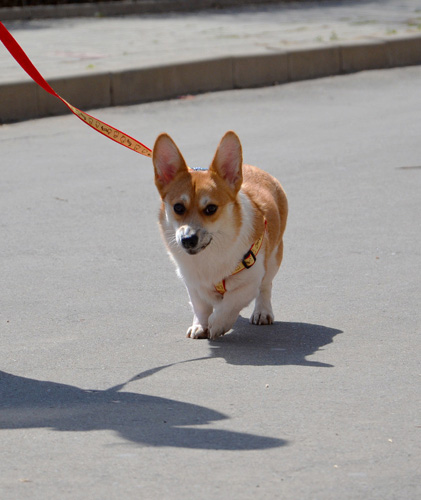 柯基犬有尾巴嗎 有尾巴會很麻煩