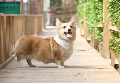 柯基犬怎麼養 打理簡單適合飼養