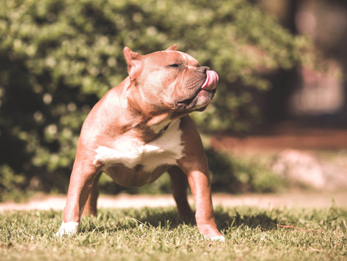 斗牛犬的飼養 一些人對斗牛犬了解不夠