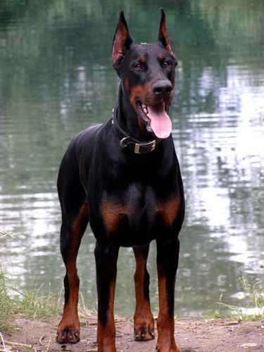 杜賓犬凶猛嗎 為強壯且有力的犬種