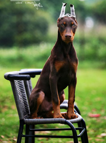 杜賓犬為什麼要剪耳 耳朵好壞決定相貌與氣質