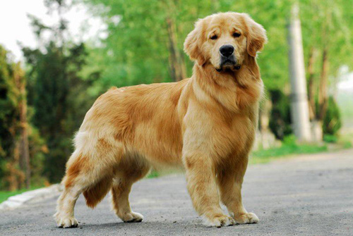 金毛犬能長多大 如何陪伴金毛玩