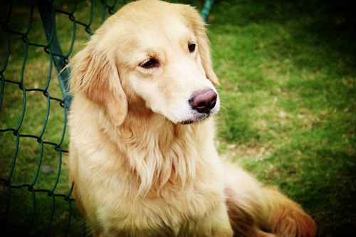 金毛犬優點 天生膽大心細心胸寬廣