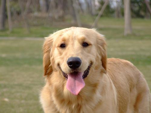 金毛犬得了犬瘟怎麼辦 實際上沒那麼可怕