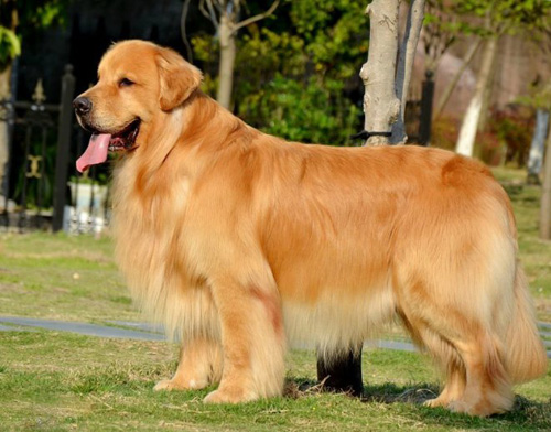 金毛犬吃多了怎麼辦 治療及預防的方法