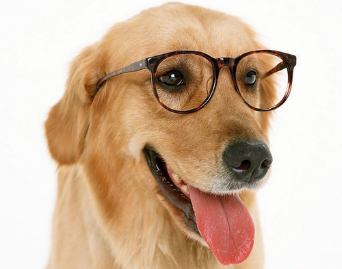 金毛犬口臭怎麼辦 及時的清潔刷洗