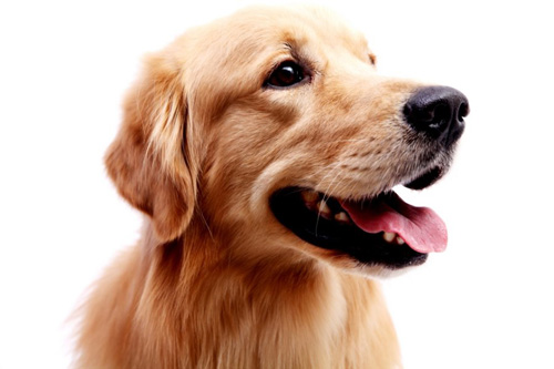 金毛犬身上癢怎麼辦 避免過度疲勞和精神緊張