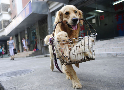 金毛犬拉肚子怎麼辦 原因以及護理方法